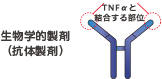 生物学的製剤（抗体製剤）